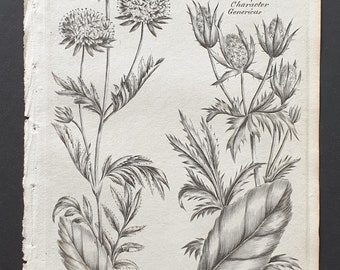 Lesser Field Scabious and Common Eryngo - Original 1802 Culpeper engraving (163)