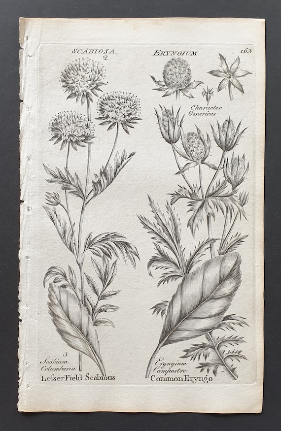 Lesser Field Scabious and Common Eryngo - Original 1802 Culpeper engraving (163)