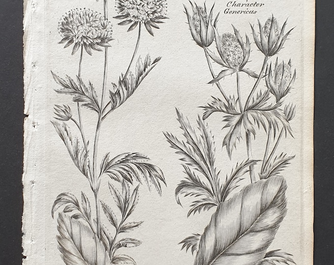 Lesser Field Scabious and Common Eryngo - Original 1802 Culpeper engraving (163)