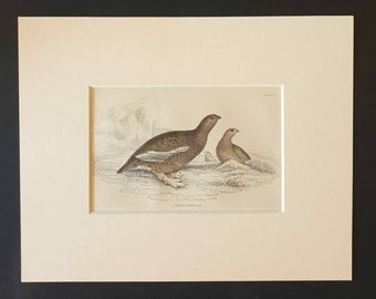 Rock Ptarmigan - Original c1840 hand coloured bird print in mount