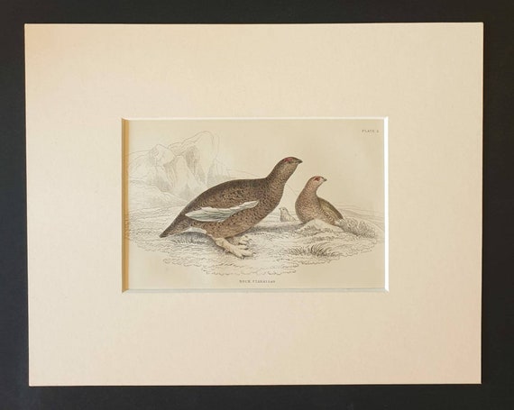 Original c1840 hand coloured bird print in mount - Rock Ptarmigan