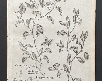 Rugged Whort, Common Dodder and Bearberry Whort - Original 1802 Culpeper engraving (187)