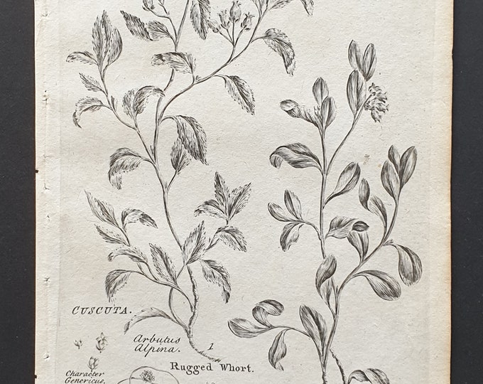 Rugged Whort, Common Dodder and Bearberry Whort - Original 1802 Culpeper engraving (187)