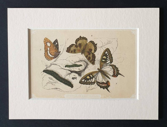 Original 1851 John Tallis woodblock print - Caterpillar and Butterflies