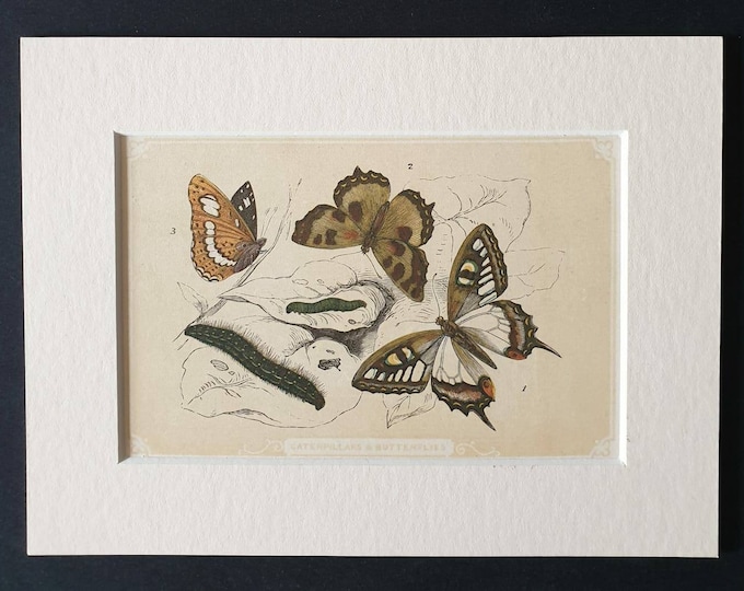 Original 1851 John Tallis woodblock print - Caterpillar and Butterflies
