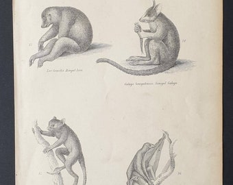 Loris / Lemur etc - Original c1860's Museum of Natural History print