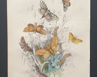 The Black Arches Moths and others - Original hand coloured 1860 print