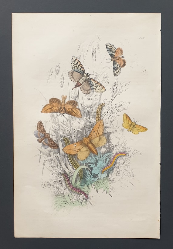 The Black Arches Moths and others - Original hand coloured 1860 print
