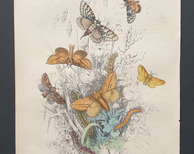 The Black Arches Moths and others - Original hand coloured 1860 print