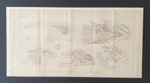 Original 1834 Animal Kingdom print - Myology of the Perch