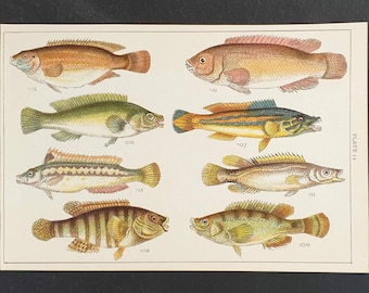 Original 1915 fish print - Plate 14