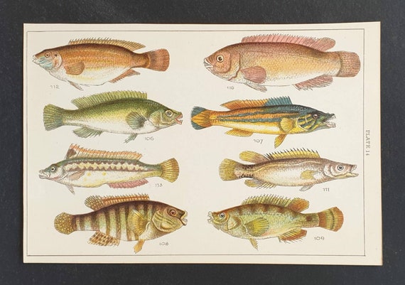 Original 1915 fish print - Plate 14