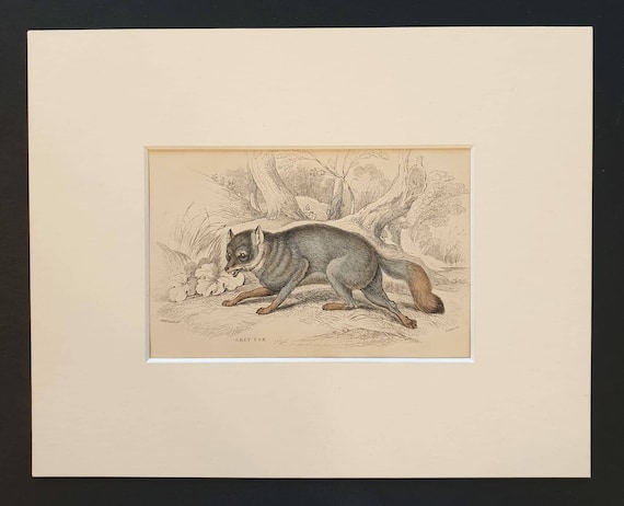 Original 1840 hand coloured mammalia print in mount - Grey Fox