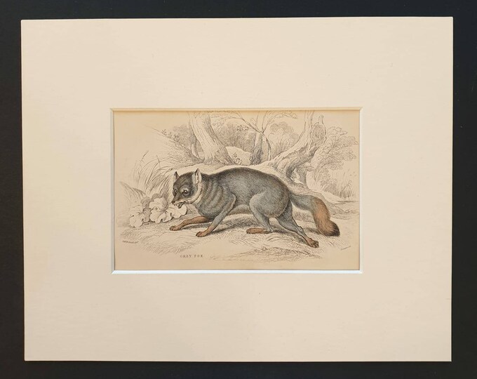 Original 1840 hand coloured mammalia print in mount - Grey Fox