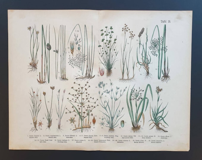 Original 1888 hand coloured large botanical print - Plate 19