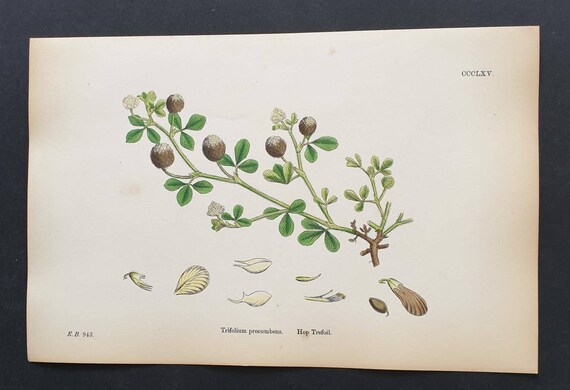Original 1863 hand coloured botanical print - Hop Trefoil