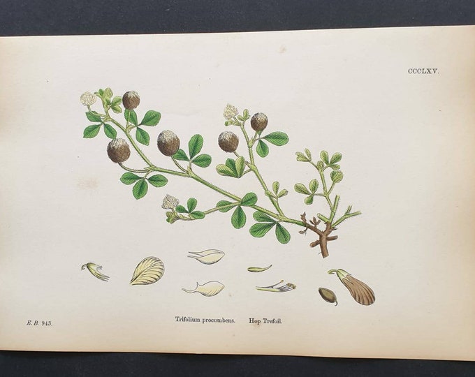 Original 1863 hand coloured botanical print - Hop Trefoil