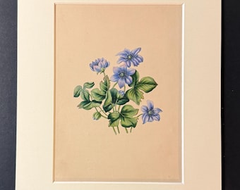 The Hepatica - Original 1840 Hand Coloured Print