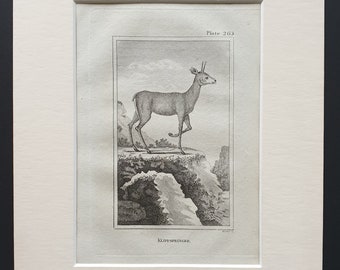 Klippspringer - Original 1812 Buffon print in mount