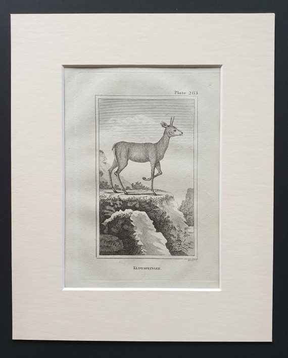 Klippspringer - Original 1812 Buffon print in mount