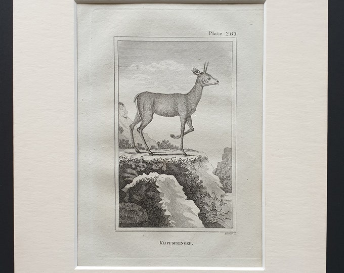 Klippspringer - Original 1812 Buffon print in mount