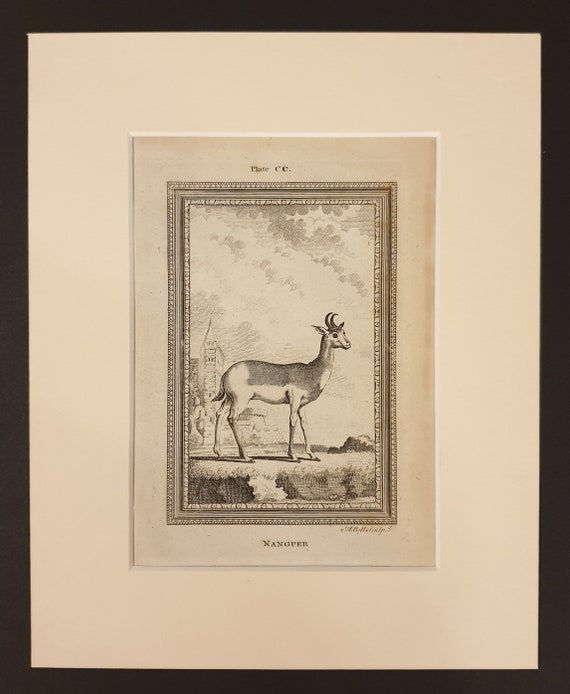 Nanguer - Original 1791 Buffon print in mount