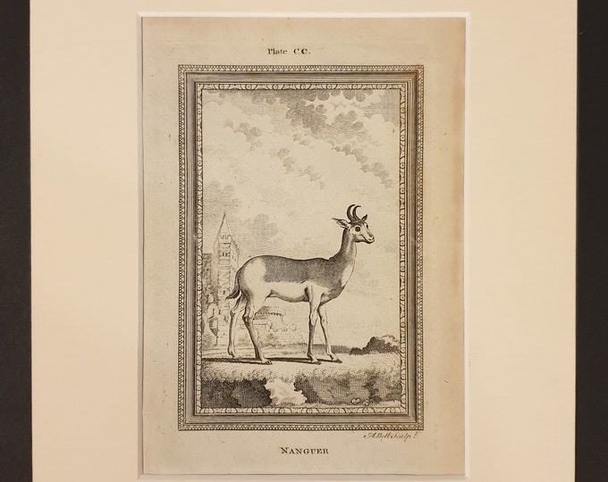 Nanguer - Original 1791 Buffon print in mount