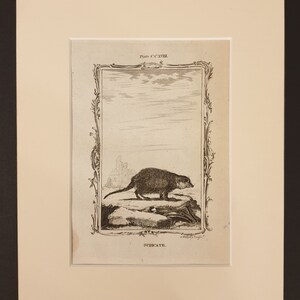 May include: An antique print of a small mammal, possibly a rodent, standing on a rock formation. The print is framed with an ornate border and includes the text "Plate CCXVIII" and the word "SUBURBATE."