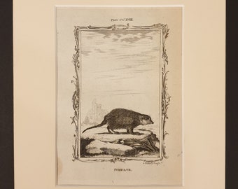 Subicate - Original 1791 Buffon print in mount