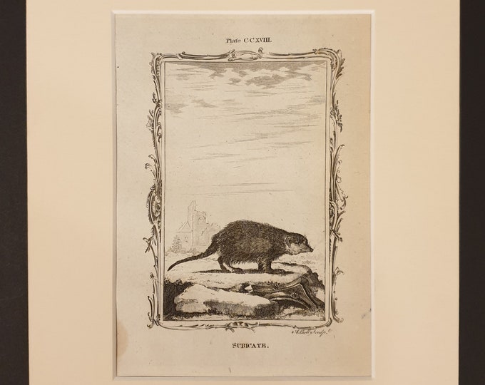 Subicate - Original 1791 Buffon print in mount