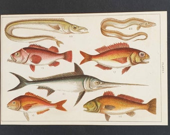 Original 1915 fish print - Plate 3