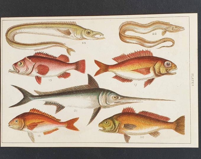 Original 1915 fish print - Plate 3