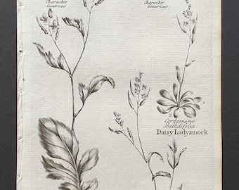 Jointed Charlock, and Daisy and Mountain Ladysmock - Original 1802 Culpeper engraving (91)