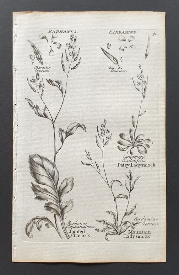 Jointed Charlock, and Daisy and Mountain Ladysmock - Original 1802 Culpeper engraving (91)