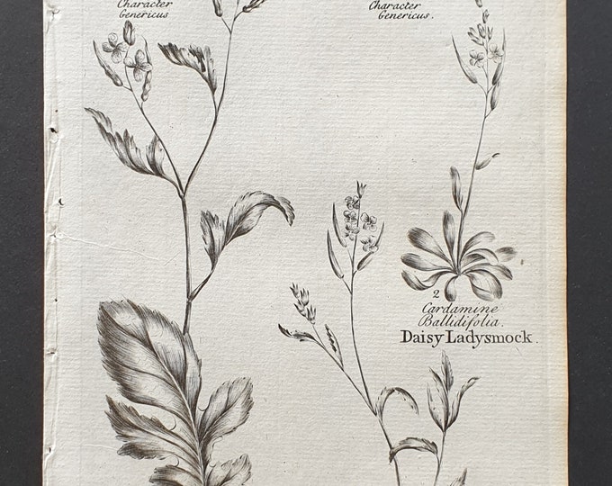 Jointed Charlock, and Daisy and Mountain Ladysmock - Original 1802 Culpeper engraving (91)