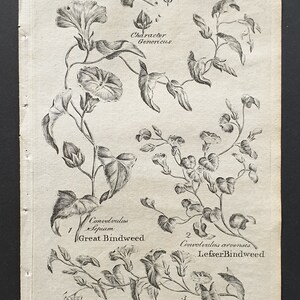 May include: An antique botanical illustration of Convolvulus, or bindweed, featuring detailed drawings of various plant species. The black and white print includes labeled diagrams of Great Bindweed, Lesser Bindweed, and Sea Bindweed, with the word "Convolvulus" at the top.