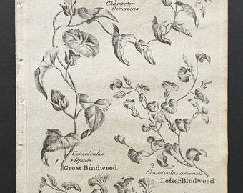 Great, Sea and Lesser Bindweed - Original 1802 Culpeper engraving (19)