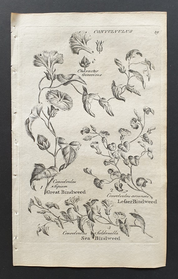 Great, Sea and Lesser Bindweed - Original 1802 Culpeper engraving (19)