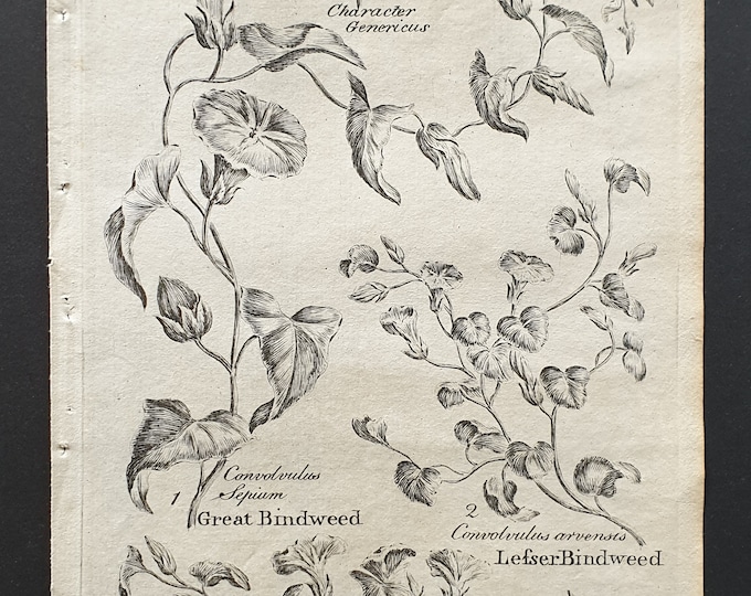 Great, Sea and Lesser Bindweed - Original 1802 Culpeper engraving (19)