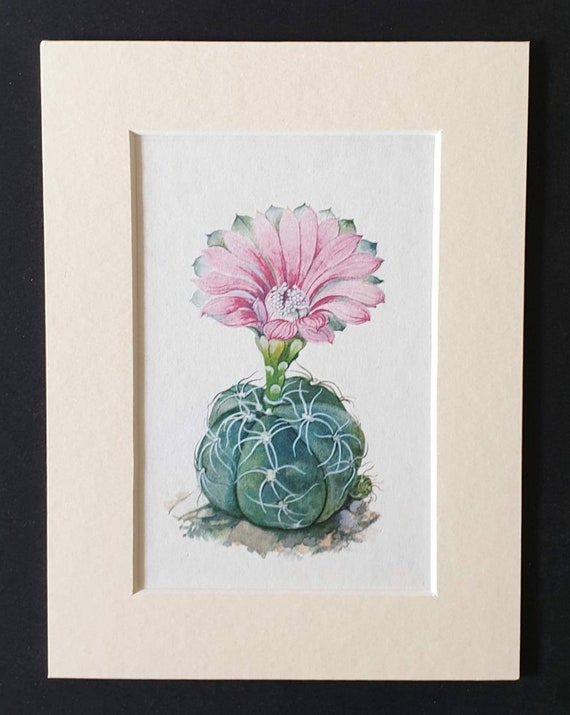 Original 1965 cacti print in a mount