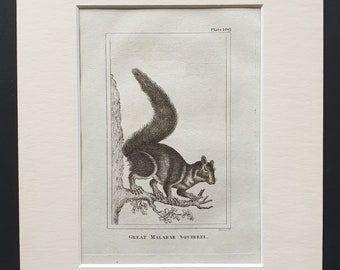 Great Malabar Squirrel - Original 1812 Buffon print in mount
