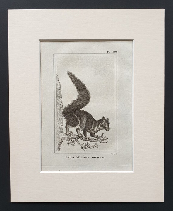 Great Malabar Squirrel - Original 1812 Buffon print in mount
