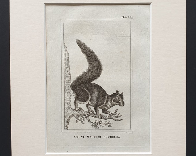 Great Malabar Squirrel - Original 1812 Buffon print in mount
