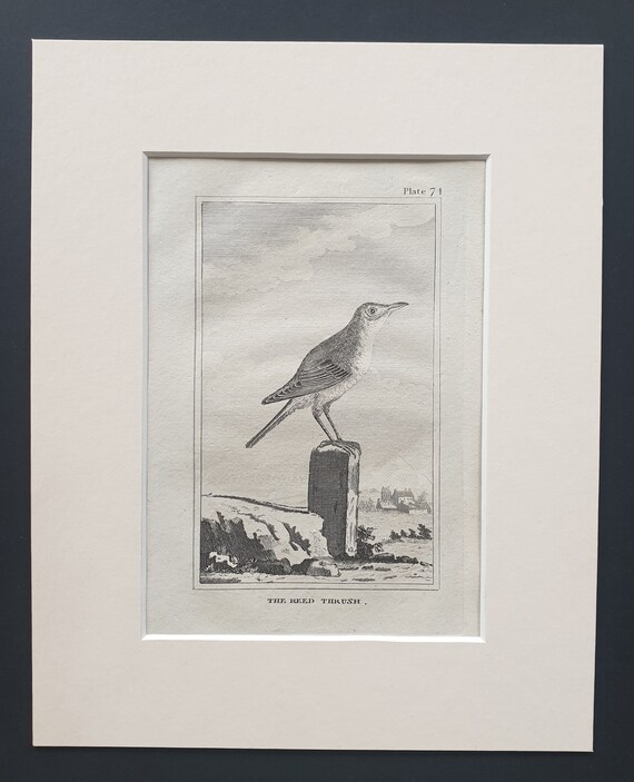 The Reed Thrush - Original 1812 Buffon print in mount (74)