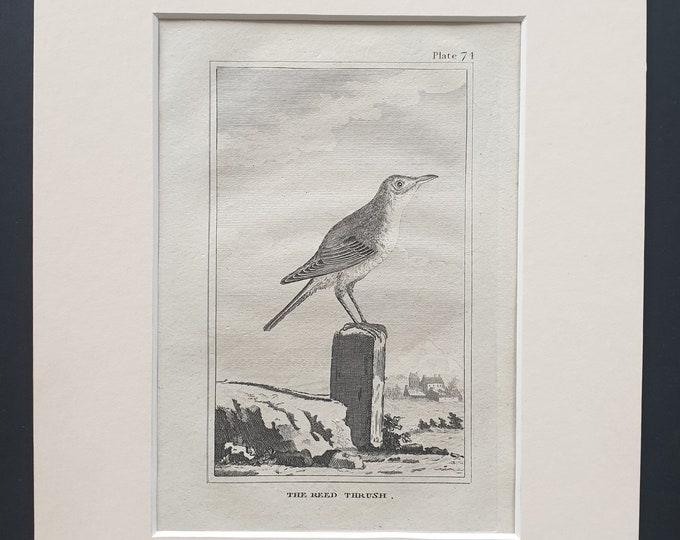 The Reed Thrush - Original 1812 Buffon print in mount (74)