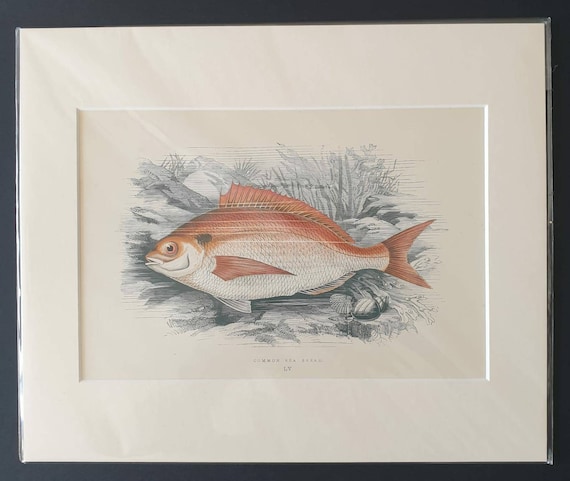 Common Sea Bream - Original 1877 'History of the Fishes of the British Islands' print