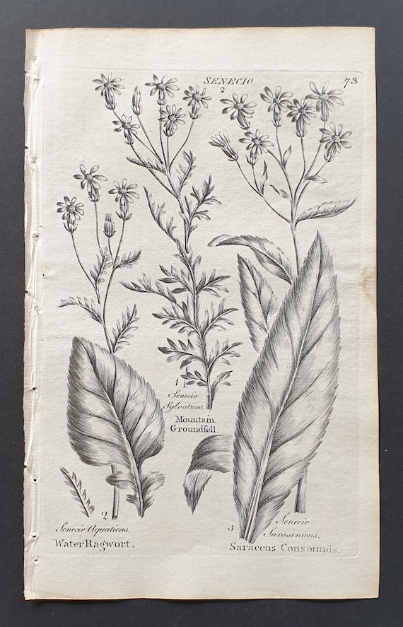 Water Ragwort, Mountain Groundsell, and Saracens Consounds - Original 1802 Culpeper engraving (73)