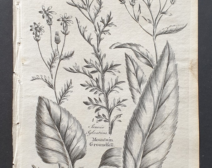 Water Ragwort, Mountain Groundsell, and Saracens Consounds - Original 1802 Culpeper engraving (73)