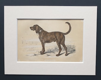The Mastiff - Original 1851 John Tallis woodblock print