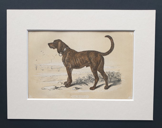 The Mastiff - Original 1851 John Tallis woodblock print